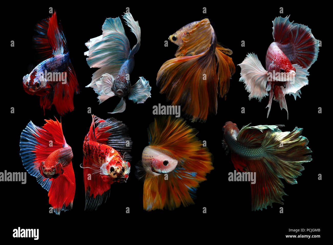 Montage poisson Betta Banque D'Images