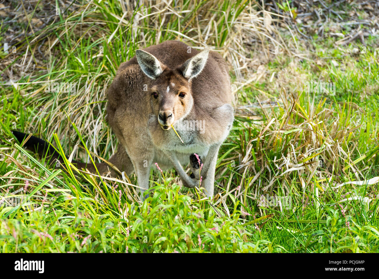 Kangourou gris de l'Ouest (Macropus fuliginosus melanops), Western Australia, Australia Banque D'Images