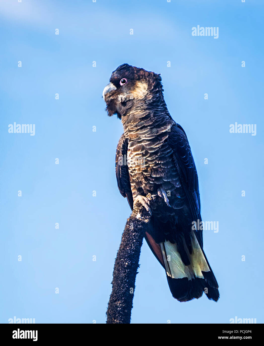 Portrait d'un cacatoès de Carnaby (Calyptorhynchus latirostris), au sud ouest de l'Australie, l'Australie Banque D'Images