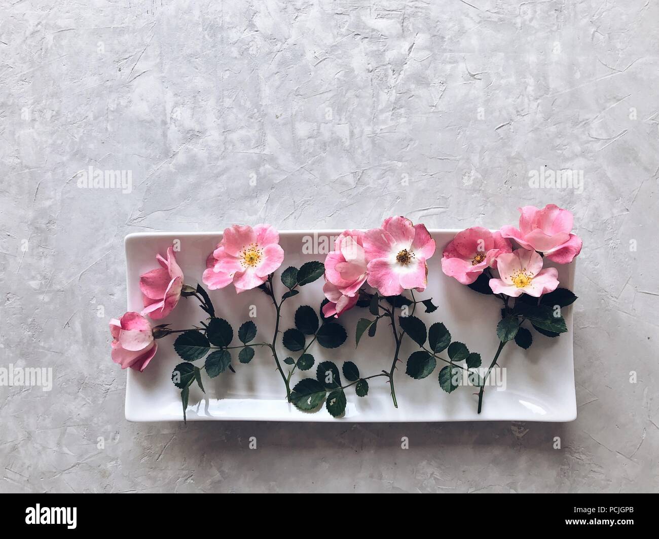 Roses rose sur un plat blanc Banque D'Images