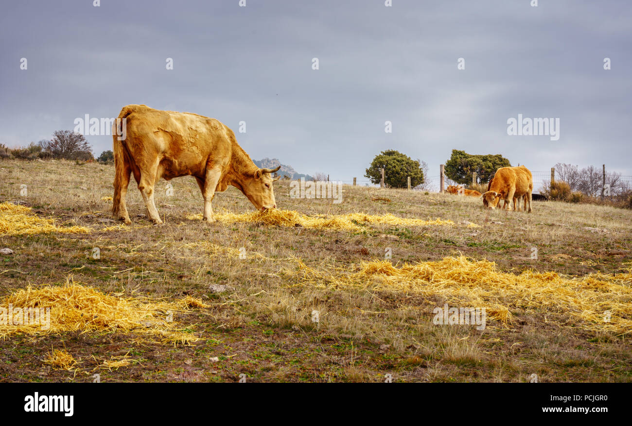 Les vaches mangent de l'herbe dans le champ Ouvrir. Banque D'Images