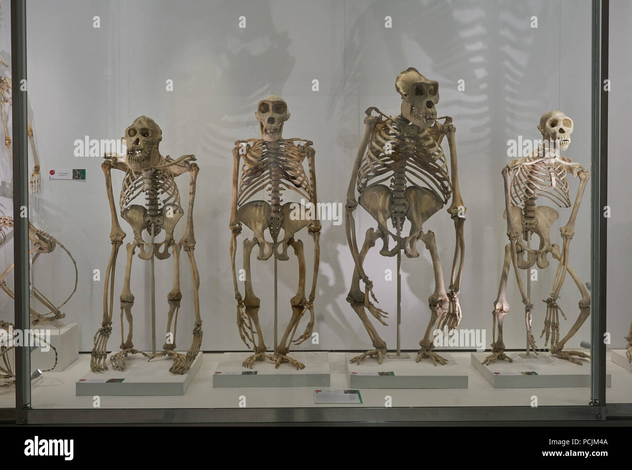 Evolution darwinisme grands singes Banque D'Images