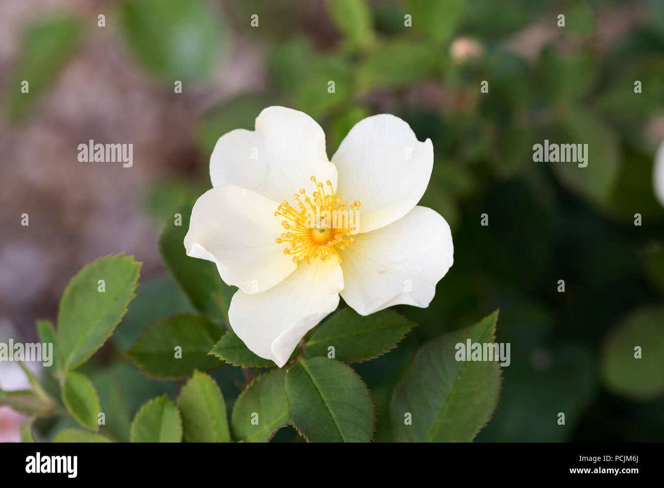 Gros plan sur une rose arbuste blanche David Austin appelée Rosa Kew Gardens. Floraison dans un jardin anglais, Angleterre, Royaume-Uni Banque D'Images