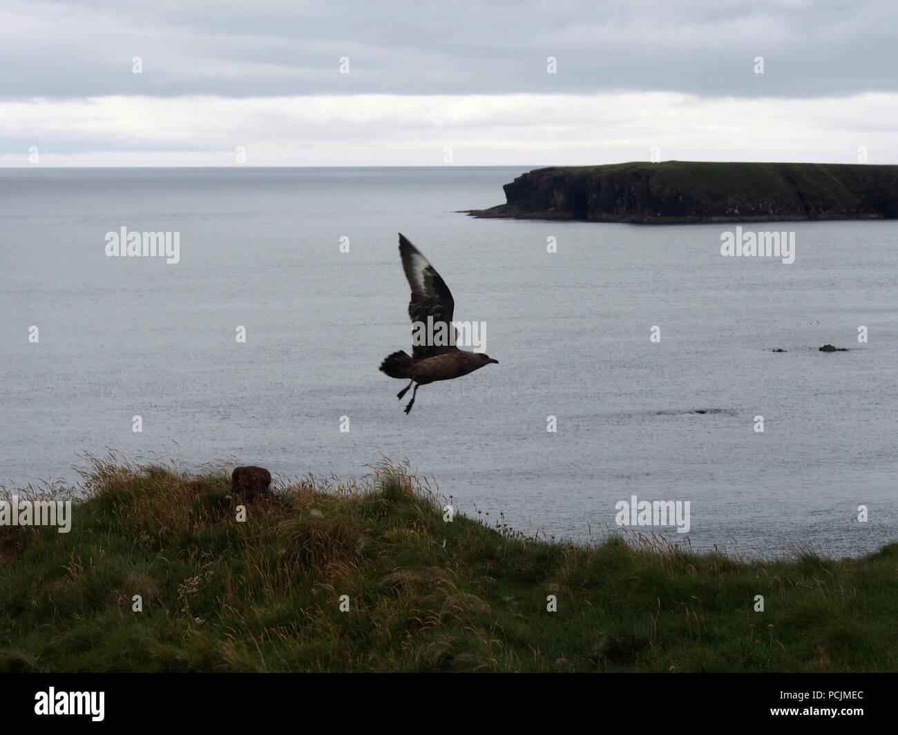 Grand labbe (bonxie), Stronsay, Orkney Banque D'Images