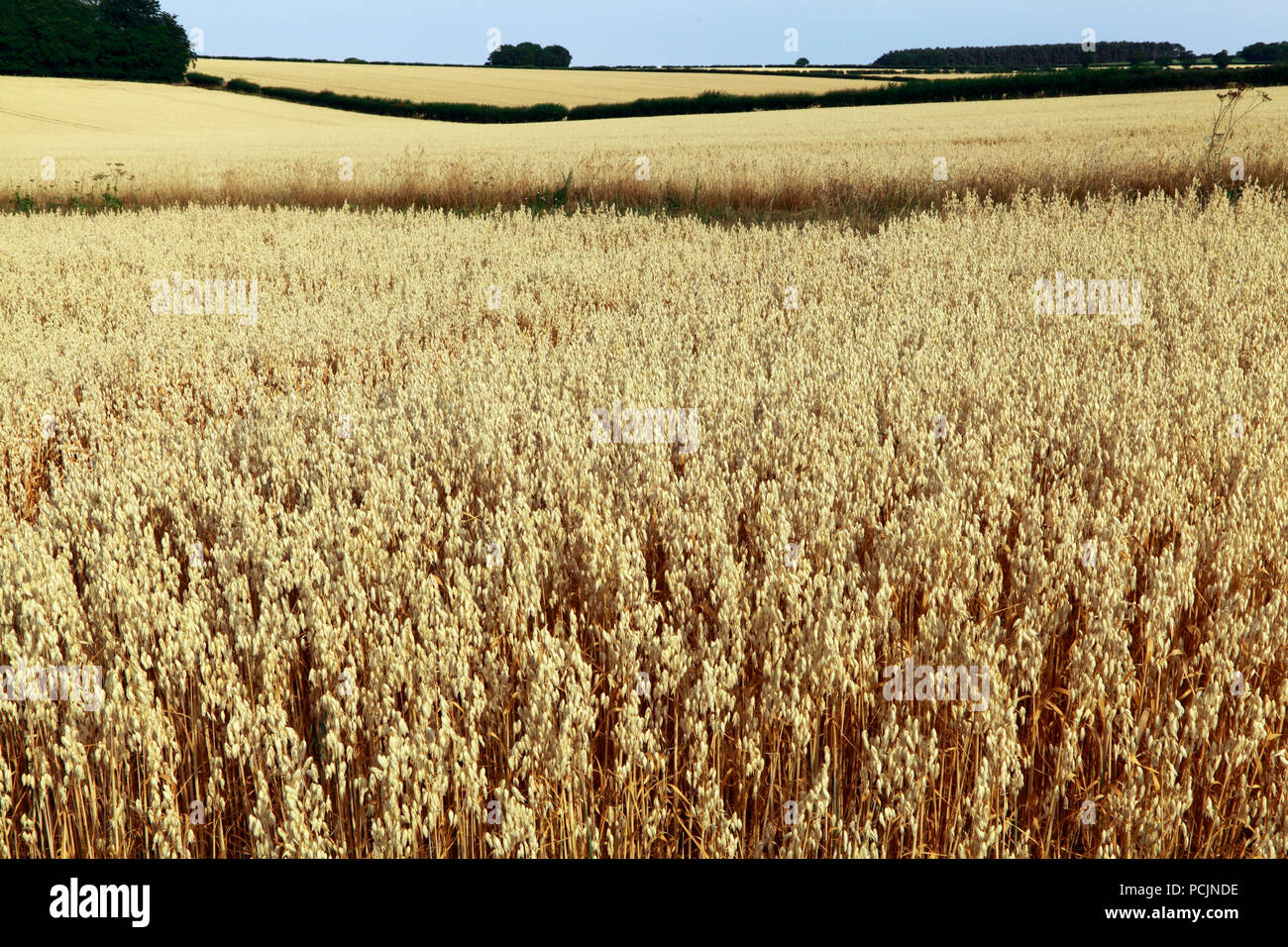 North Norfolk, paysage agricole, les champs d'avoine, céréales, cultures, UK Banque D'Images