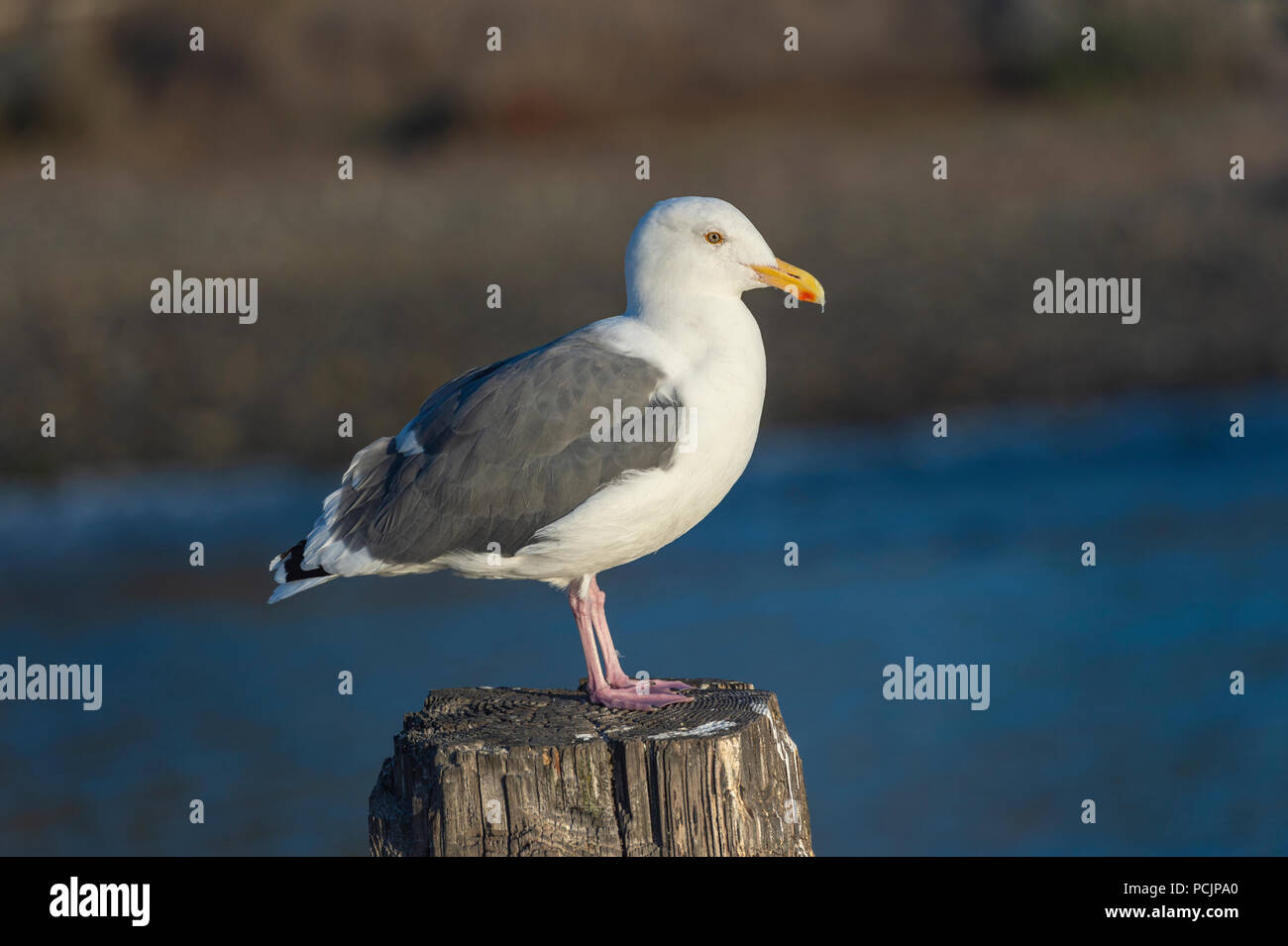 Western Gull à Horseshoe Cove, dans la baie de San Francisco Banque D'Images