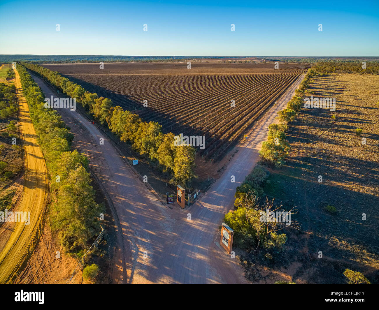 Vue aérienne de la vigne au coucher du soleil d'hiver Banque D'Images
