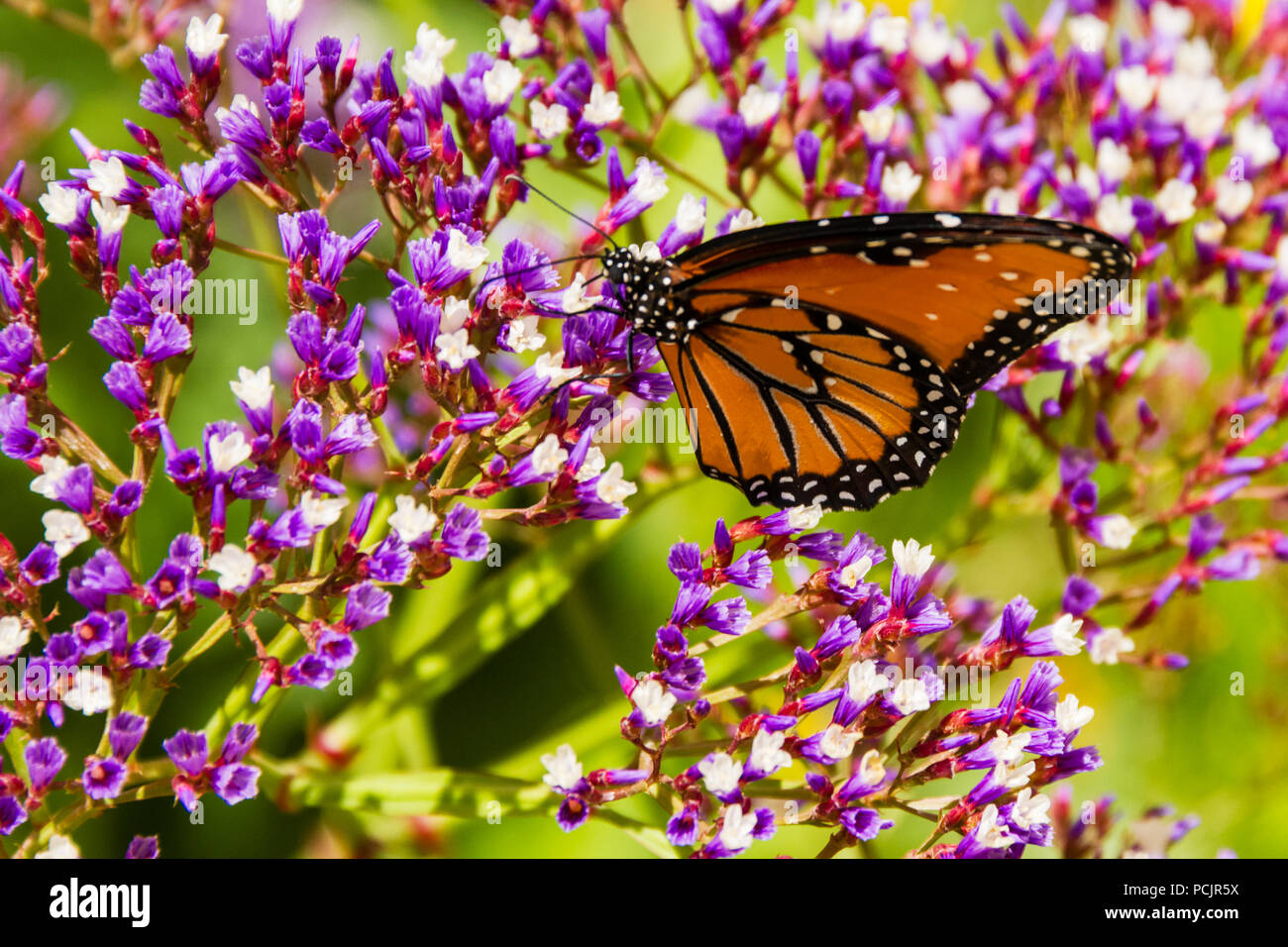 Papillon monarque Nectar Sipping Banque D'Images