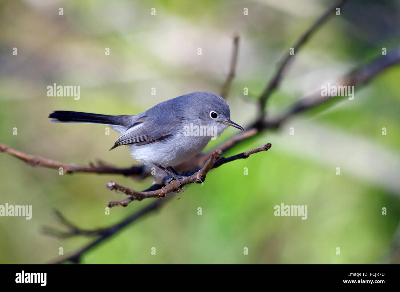 Gnatcatcher-Polioptila caerulea bleu-gris. Corpus Christi, Texas USA. Banque D'Images