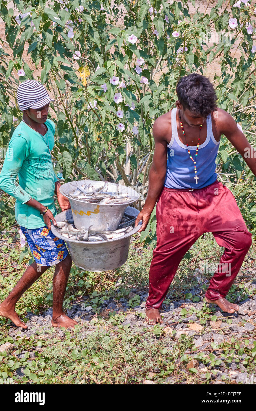 Débarquement des prises des pêcheurs de l'Inde rurale Banque D'Images