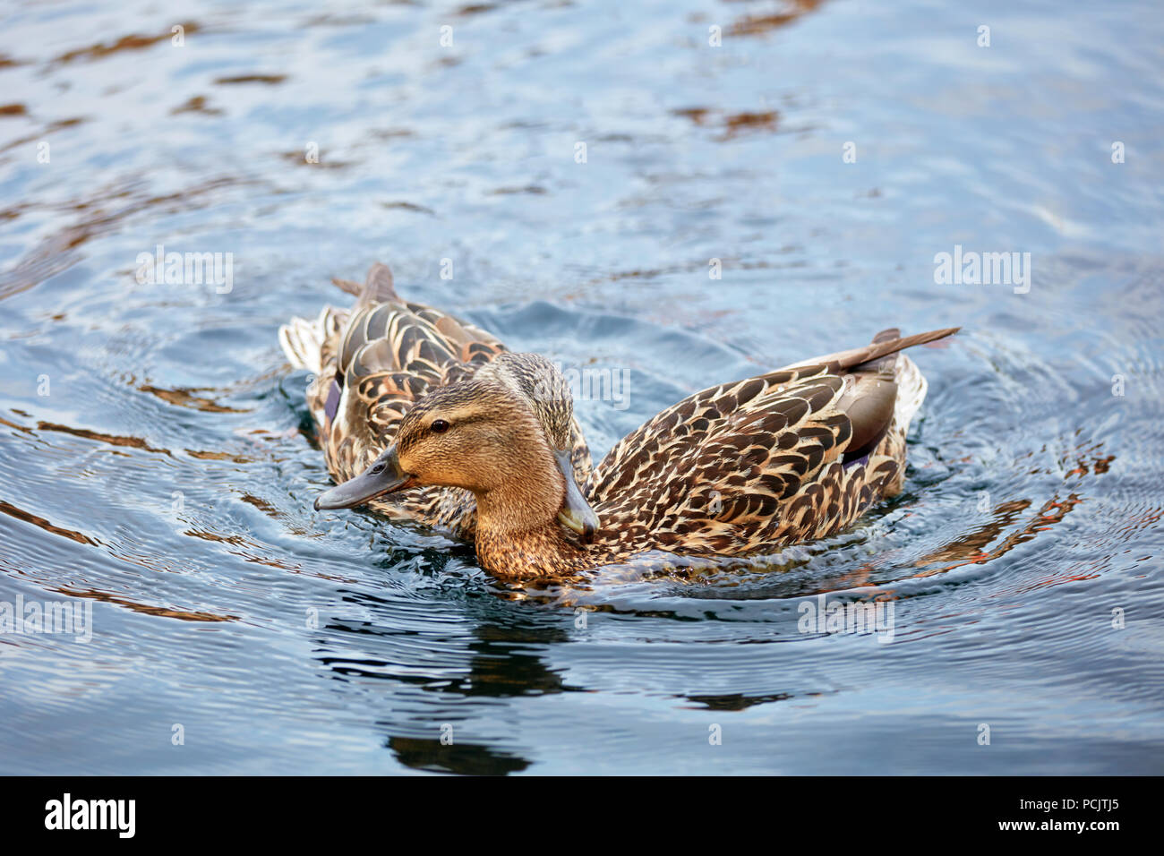 Deux femmes canard colvert natation sur l'étang. Son bec est sur le cou de l'autre. Banque D'Images