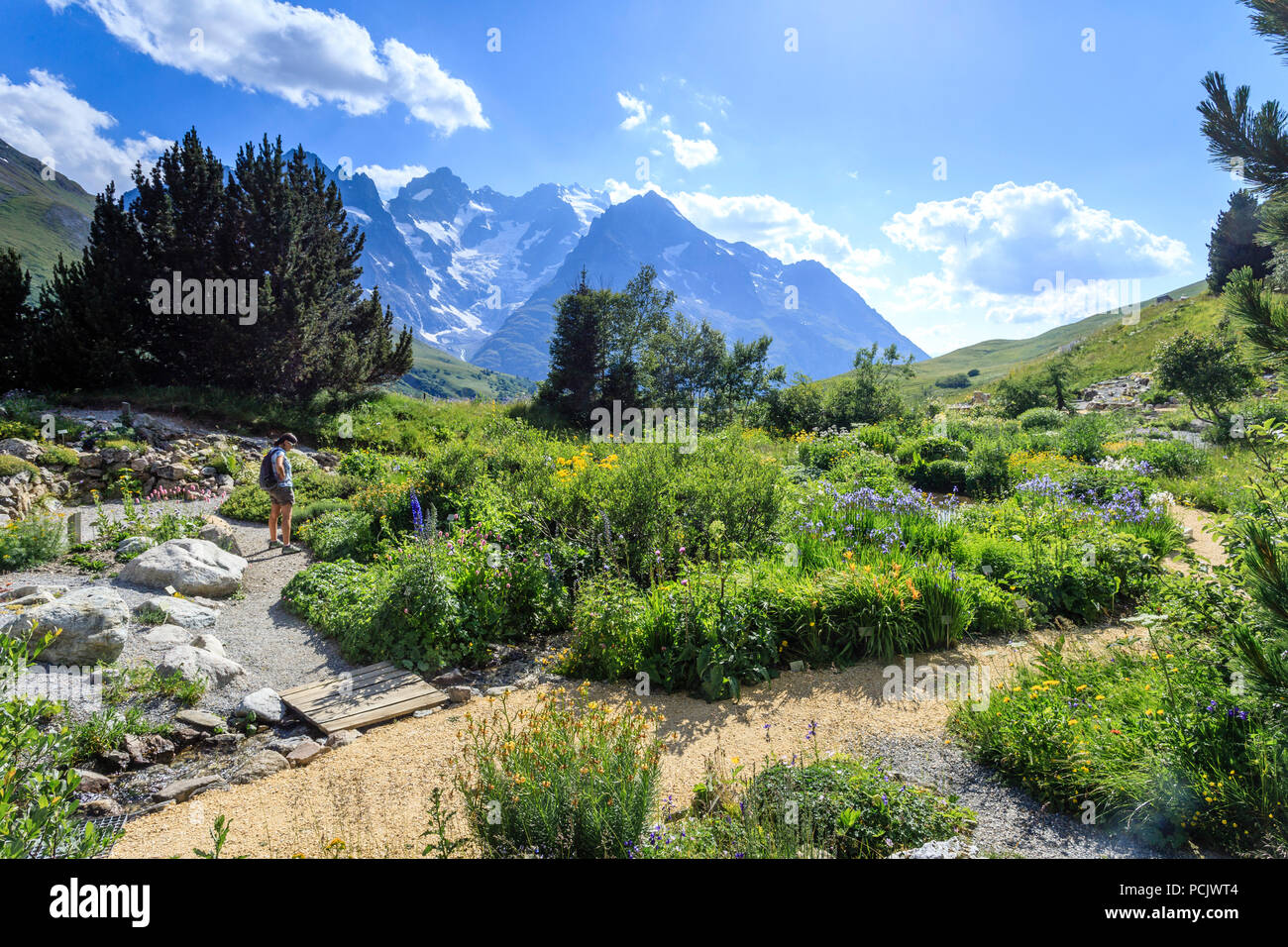 France, Hautes Alpes, Villar d'Arêne, le jardin botanique alpin du Lautaret, plantes de Sibérie (Iris siberica...) et pyrènes, la Meije montagne Banque D'Images