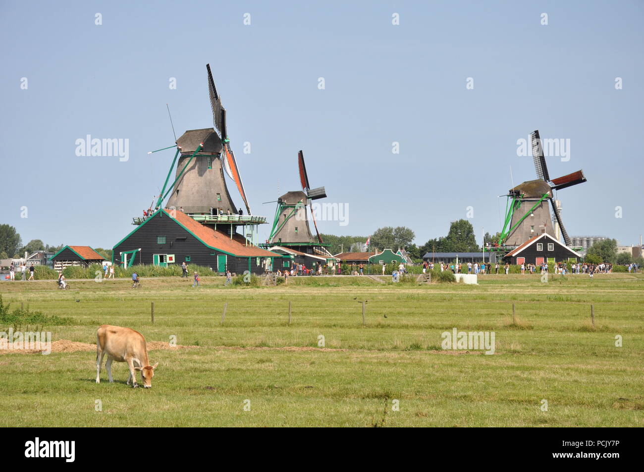 Le pâturage des vaches en face de moulins à vent, de Zaanse Schans, Pays-Bas Banque D'Images