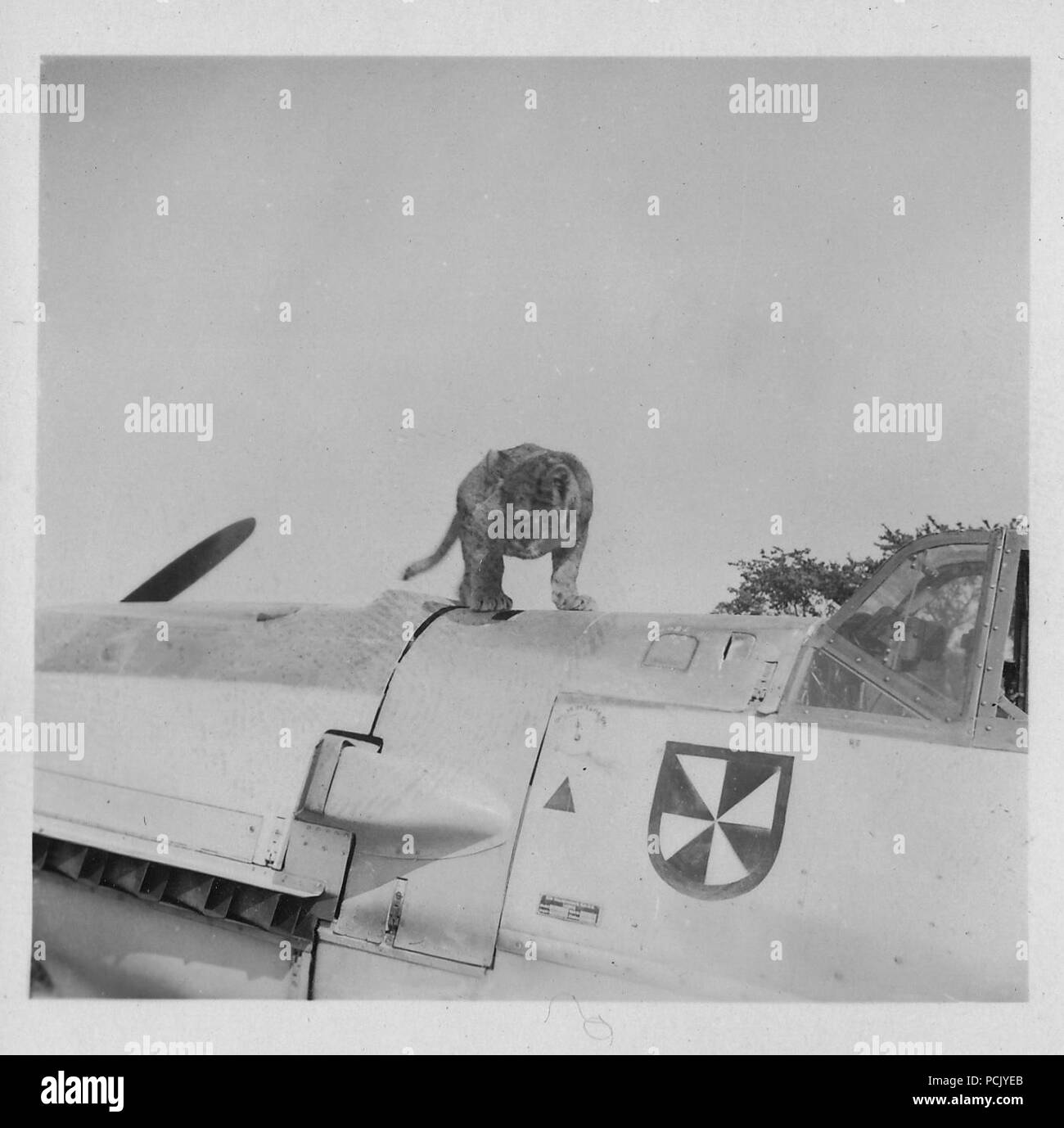 Image à partir d'un album de photos relatives à II. Gruppe, Jagdgeschwader 3 : 'Simba', le lion cub mascotte de II. Gruppe, Jagdgeschwader 3, pose sur le nez de l'Messerschmitt Bf 109E de l'oberleutnant Franz von Werra (capitaine-adjudant de II./JG 3). Wierre au bois d'aviation, l'été 1940. Banque D'Images