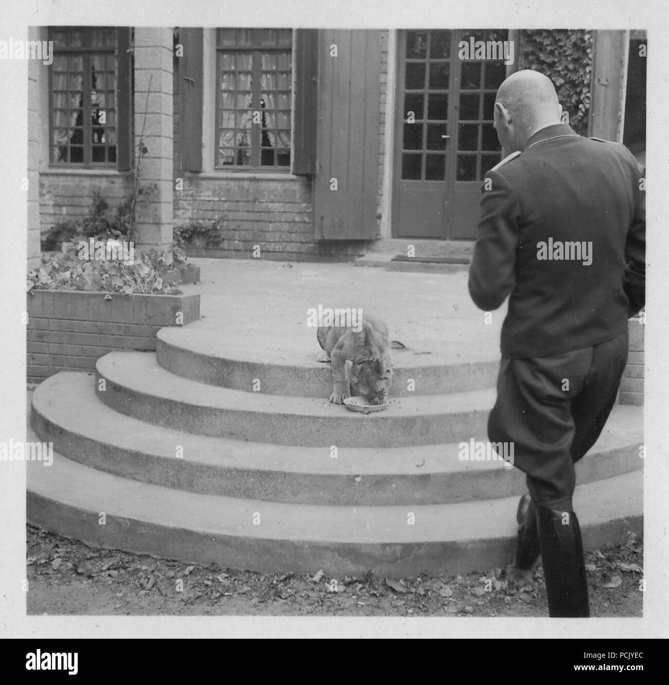 Image à partir d'un album de photos relatives à II. Gruppe, Jagdgeschwader 3 : 'Simba', le lion cub mascotte de II. Gruppe, Jagdgeschwader 3, termine son repas à Wierre au bois d'aviation, l'été 1940. Banque D'Images