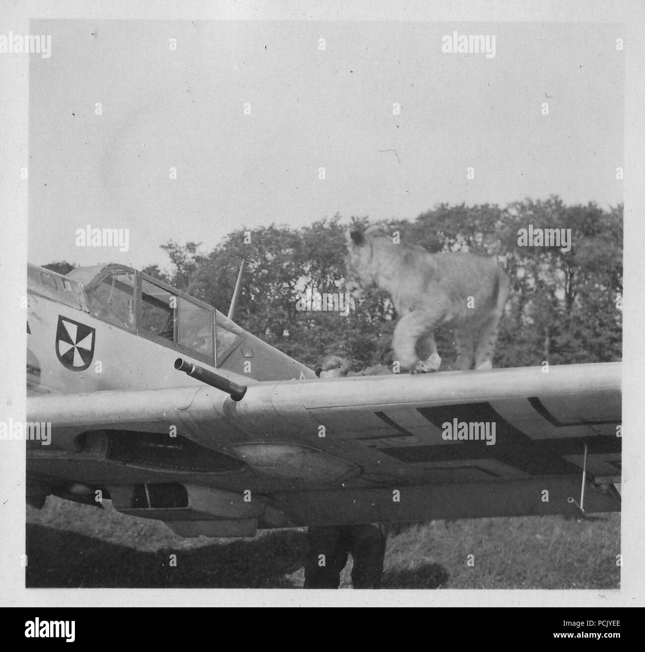 Image à partir d'un album de photos relatives à II. Gruppe, Jagdgeschwader 3 : 'Simba', le lion cub mascotte de II. Gruppe, Jagdgeschwader 3, pose sur l'aile de l'Messerschmitt Bf 109E de l'oberleutnant Franz von Werra (capitaine-adjudant de II./JG 3). Wierre au bois d'aviation, l'été 1940. Banque D'Images