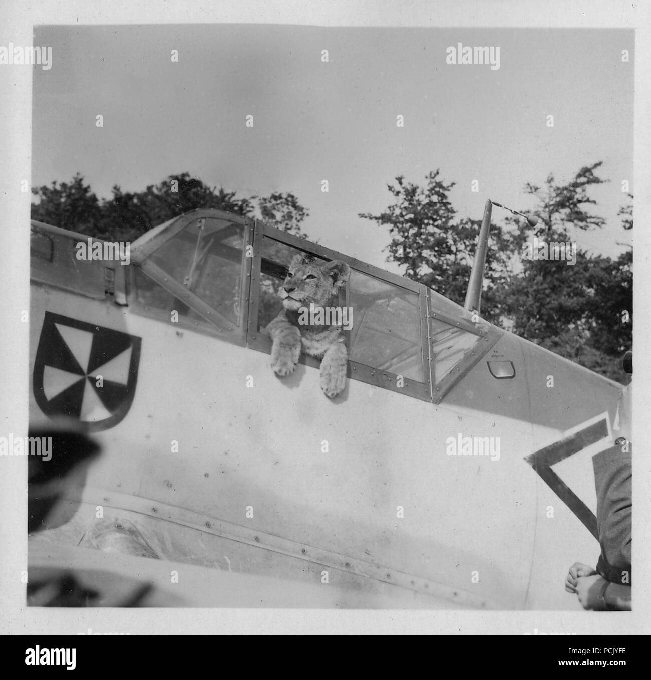 Image à partir d'un album de photos relatives à II. Gruppe, Jagdgeschwader 3 : 'Simba', le lion cub mascotte de II. Gruppe, Jagdgeschwader 3, pose dans le cockpit de l'Messerschmitt Bf 109E de l'oberleutnant Franz von Werra (capitaine-adjudant de II./JG 3). Le Gruppe insigne est clairement visible sur le fuselage de l'avion, juste à l'avant du cockpit. Banque D'Images