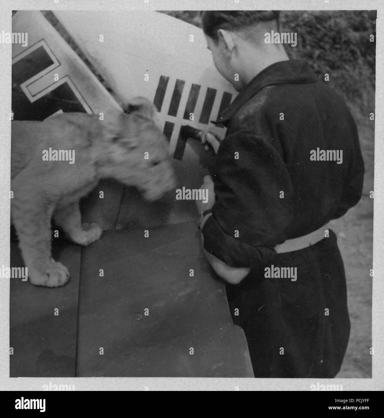 Image à partir d'un album de photos relatives à II. Gruppe, Jagdgeschwader 3 : 'Simba', le lion cub mascotte de II. Gruppe, Jagdgeschwader 3, joue sur la queue d'un Messerschmitt Bf 109E (peut-être que de l'oberleutnant Franz von Werra) en tant que membre de l'équipe au sol marque une autre victoire sur le gouvernail. Banque D'Images