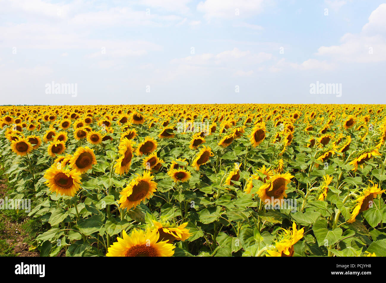 Belle fleur de tournesol avec le pétale jaune pousse dans domaine Banque D'Images