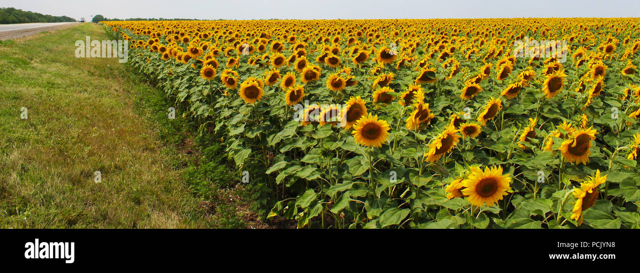 Belle fleur de tournesol avec le pétale jaune pousse dans domaine Banque D'Images