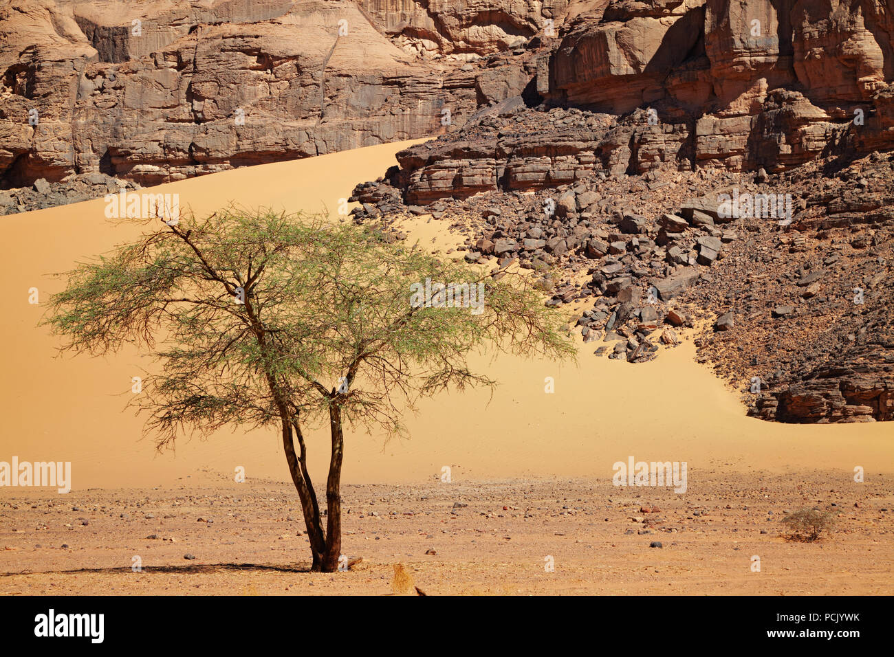 Seul arbre dans désert du Sahara, l'Algérie Banque D'Images