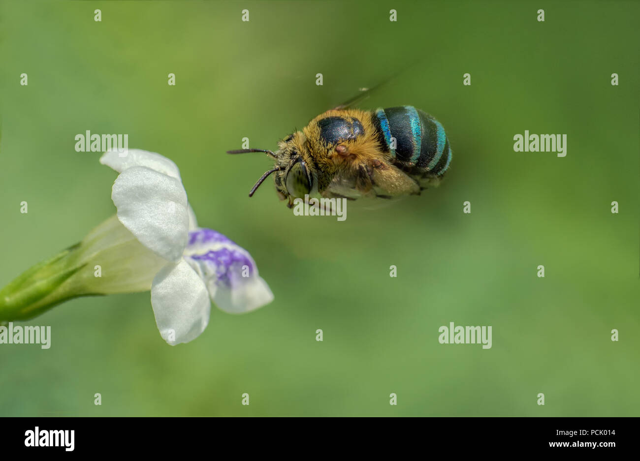 Close up, abeilles, guêpes, abeilles Hoverfly Banque D'Images