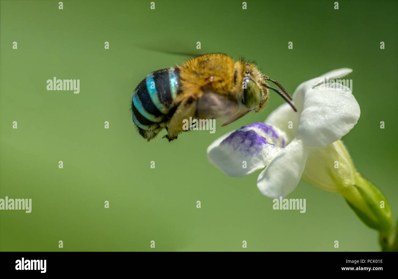 Close up, abeilles, guêpes, abeilles Hoverfly Banque D'Images