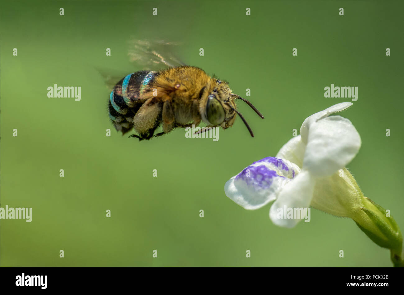 Close up, abeilles, guêpes, abeilles Hoverfly Banque D'Images