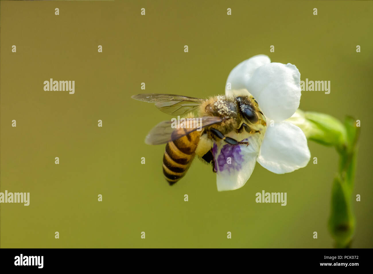 Close up, abeilles, guêpes, abeilles Hoverfly Banque D'Images