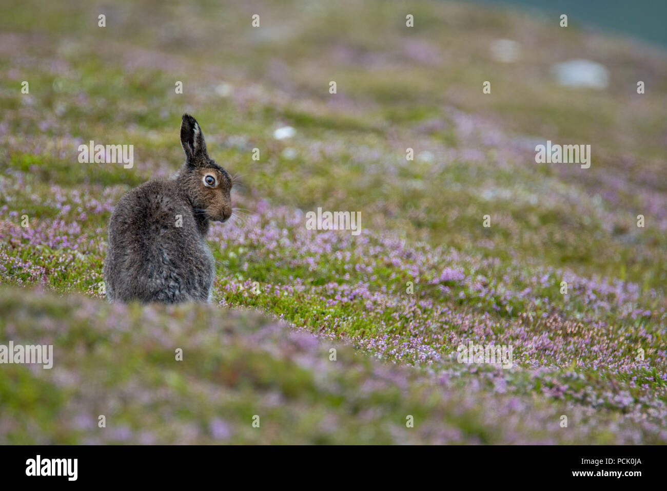 Lièvre variable (Lepus Timidos) assis sur une colline couverte de bruyère après une averse, en pelage d'été Banque D'Images