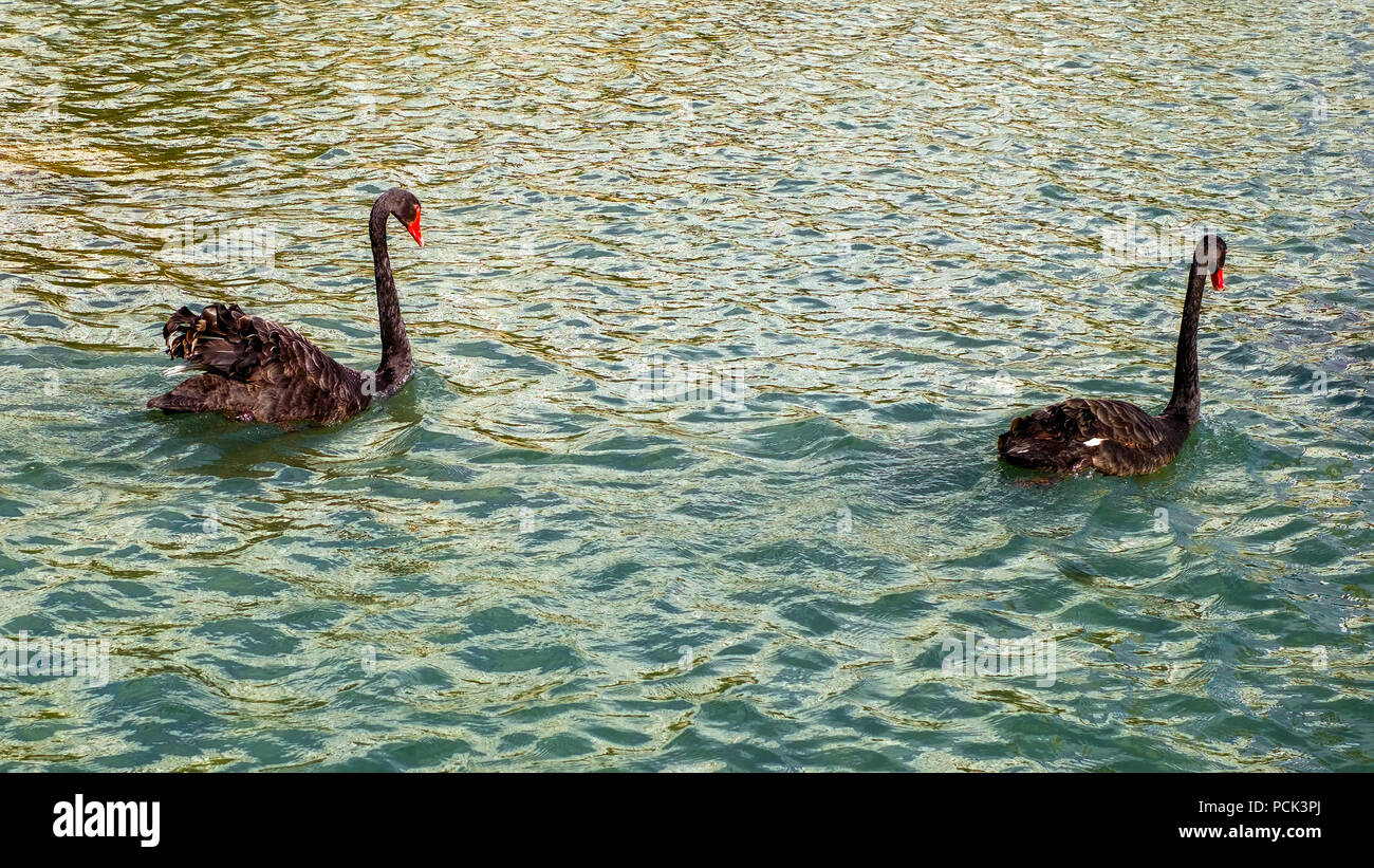 Sur le lac des cygnes noirs Banque D'Images