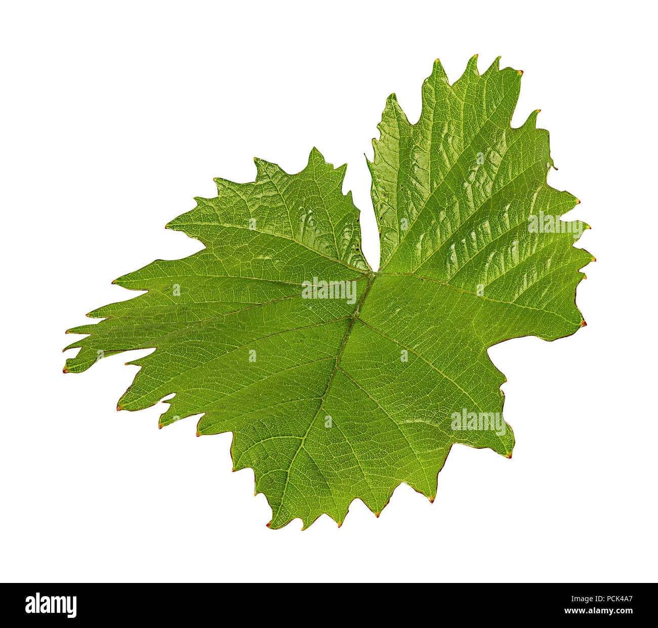 Grape leaf isolé sur fond blanc Banque D'Images Grape leaf isolé sur fond blanc Banque D'Images