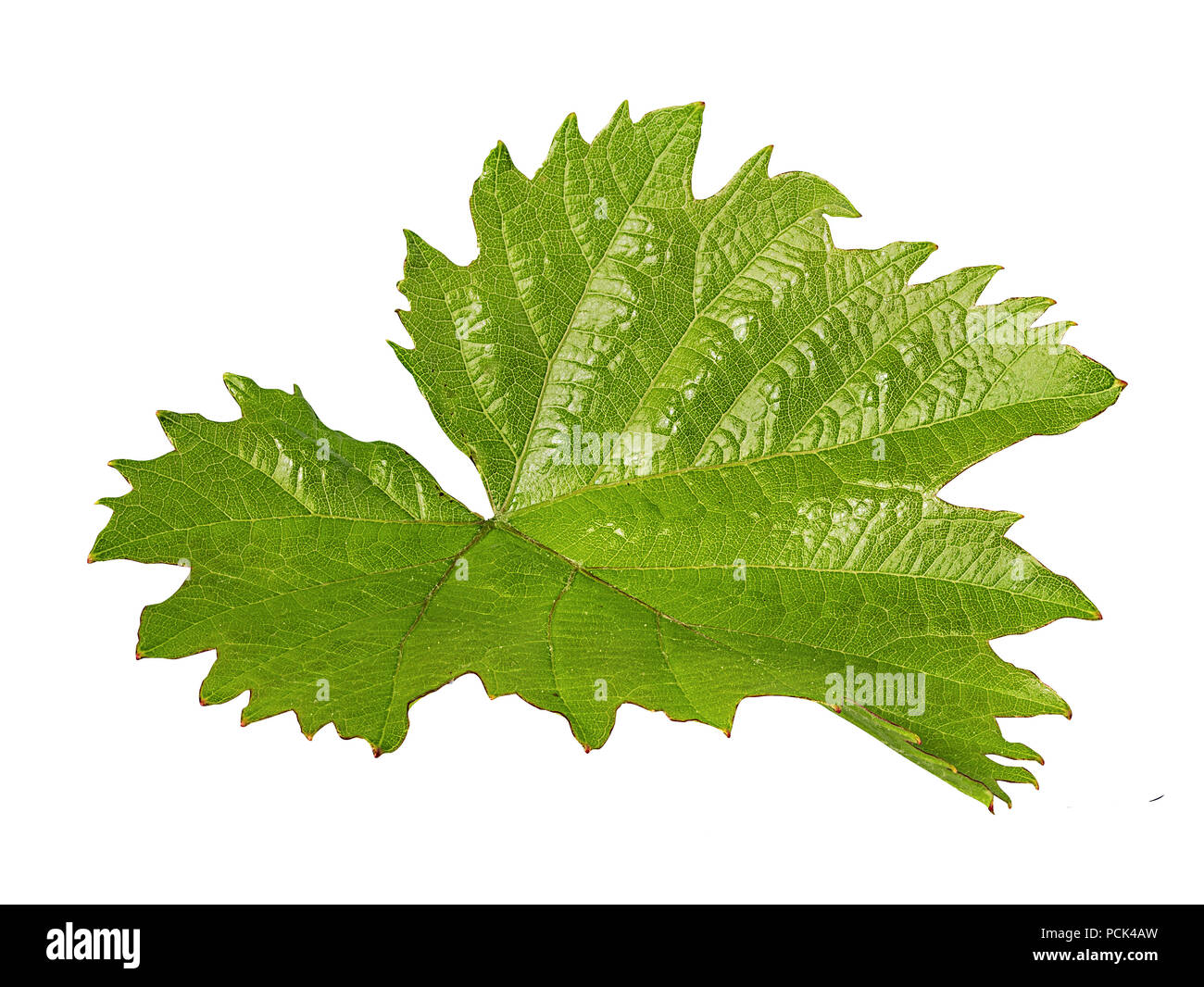 Grape leaf isolé sur fond blanc Banque D'Images Grape leaf isolé sur fond blanc Banque D'Images