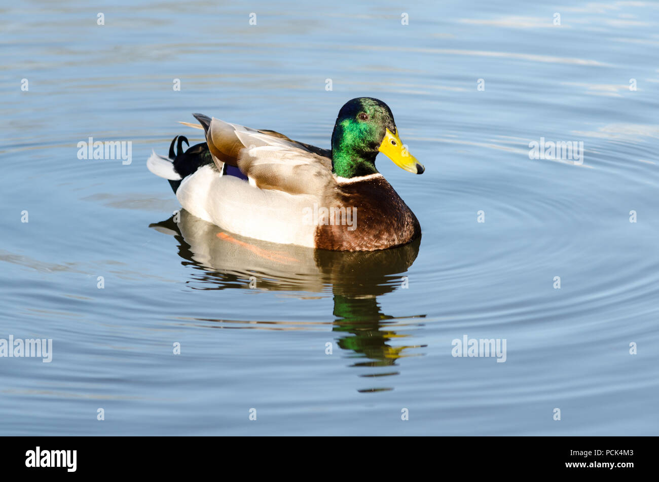 Un canard colvert glisse sur l'eau à Pattinson étang sud, à l'intérieur de James Steel Park, Washington Banque D'Images