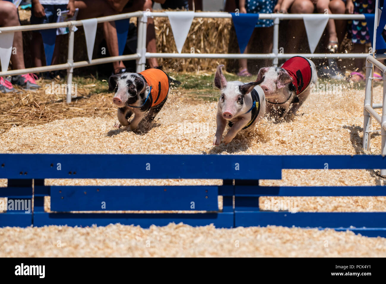 Tous les porcs de course de l'Alaska en direction de ligne d'arrivée à Ventura County Fair à Ventura, Californie le 2 août 2018. Banque D'Images