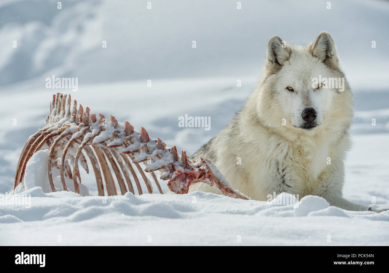 Carnivore Apex Banque De Photographies Et D images Haute R solution carnivore-apex-banque-de-photographies-et-d-images-haute-r-solution