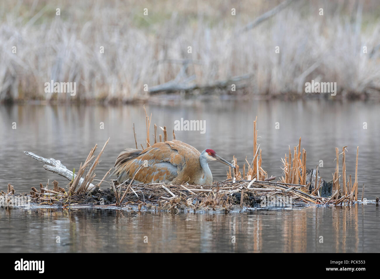La grue antigone (Grus canadensis canadensis, anciennement) assis sur son nid, avril, E USA, par Dominique Braud/Dembinsky Assoc Photo Banque D'Images