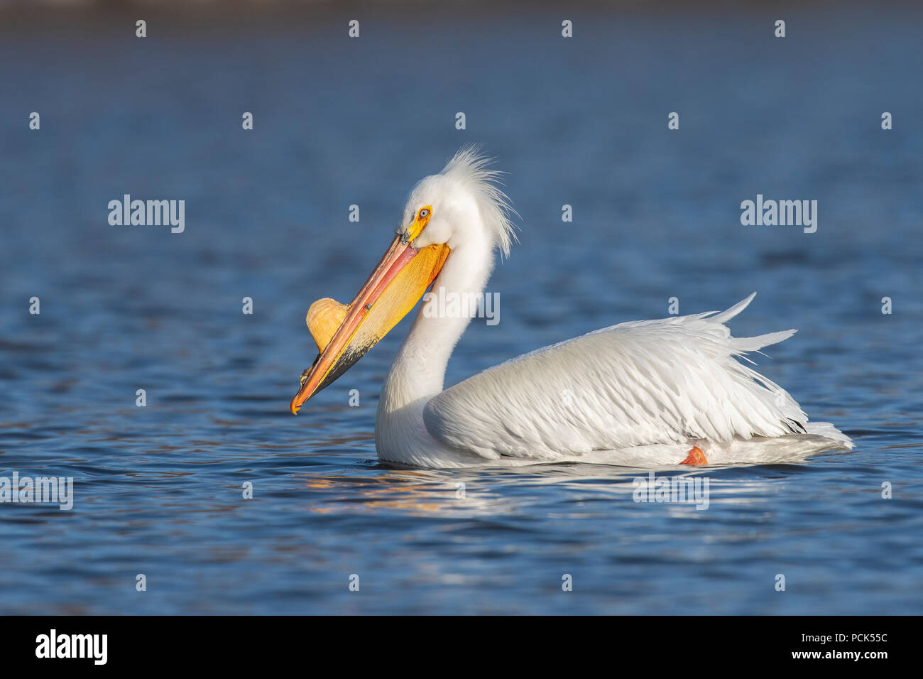 Pélican blanc (Pelecanus erythrorhynchos), Mississippi River, de migration de printemps, fin avril, MN, par Dominique Braud/Dembinsky Assoc Photo Banque D'Images