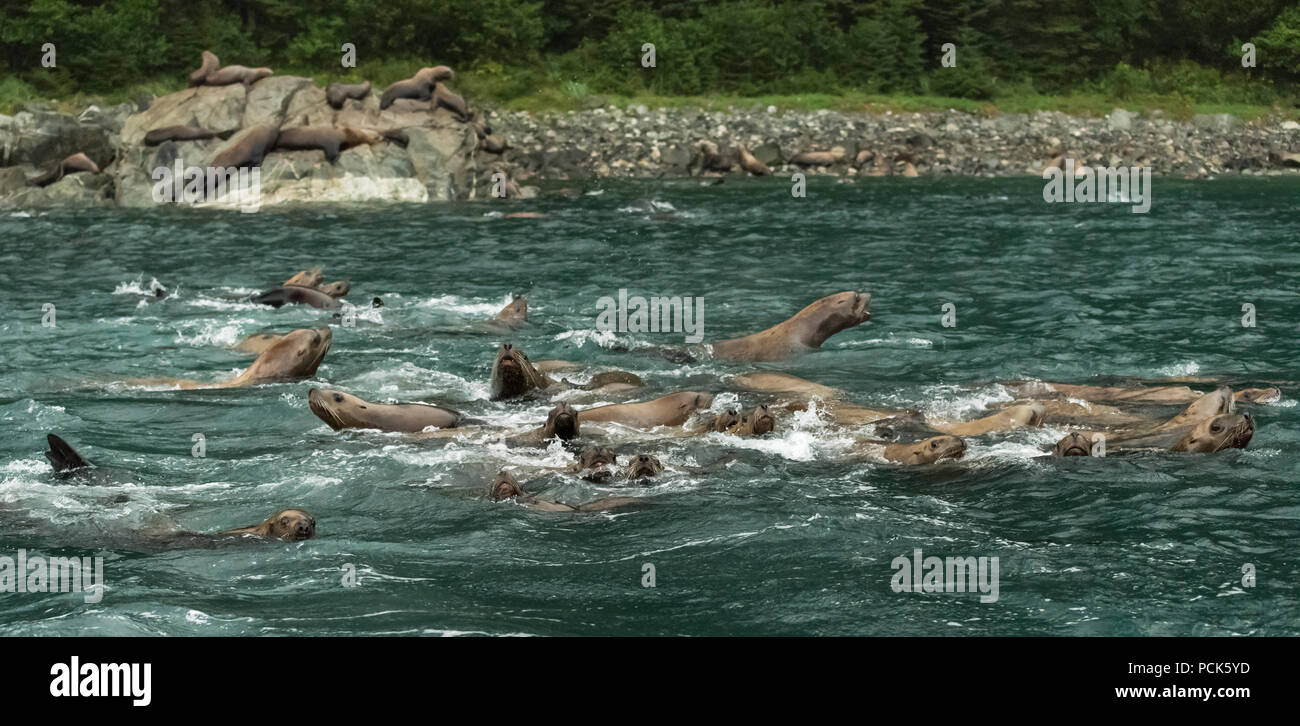 Un groupe de lions de mer de Steller (Eumetopias jubatus) Nager dans l'océan au large des côtes de l'Alaska, USA. Banque D'Images