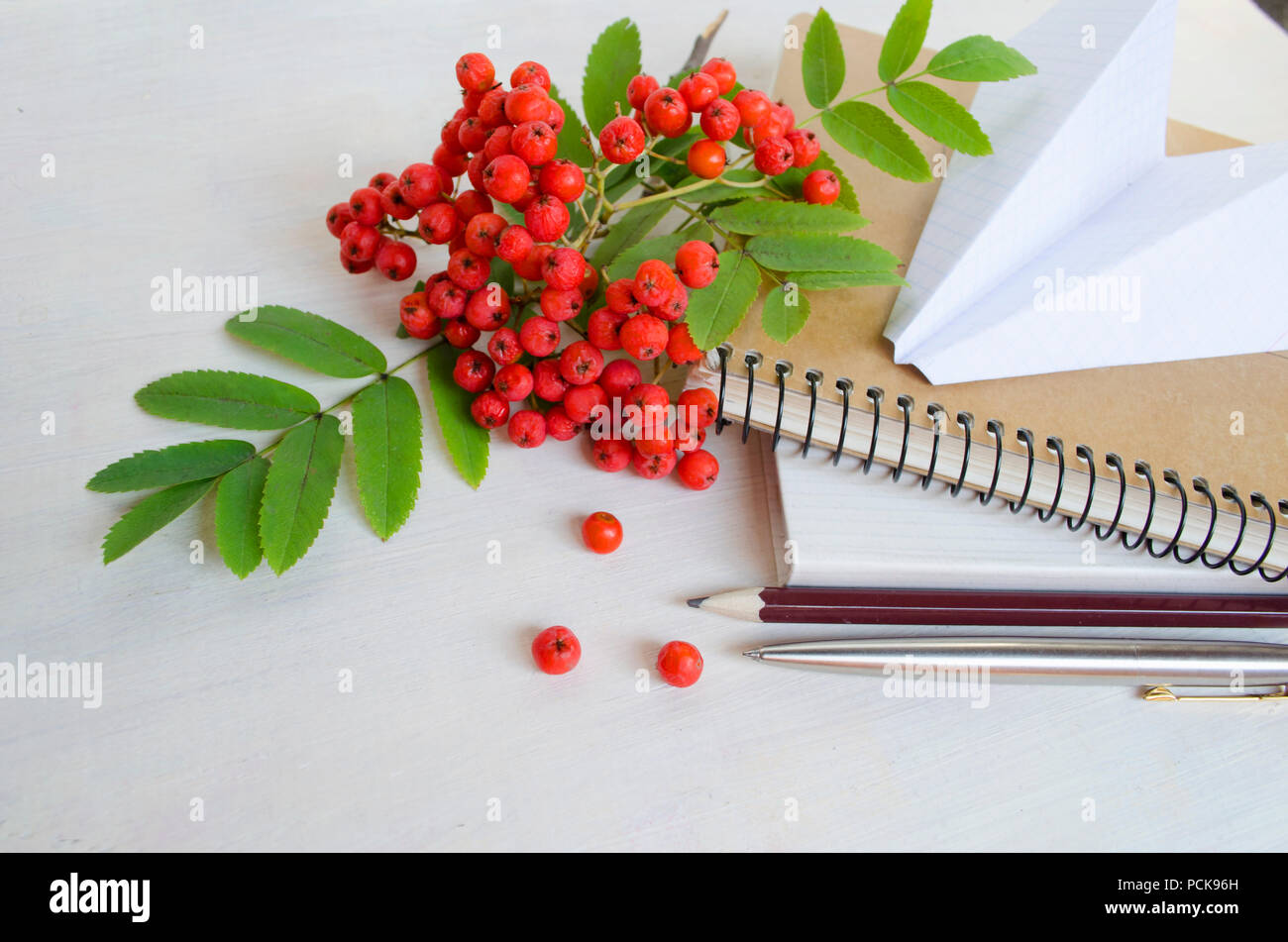 Première journée d'école thématique. Papeterie et fournitures de bureau avec branche de mountain ash et paper plane isolé sur fond de bois gris. Retour à scho Banque D'Images