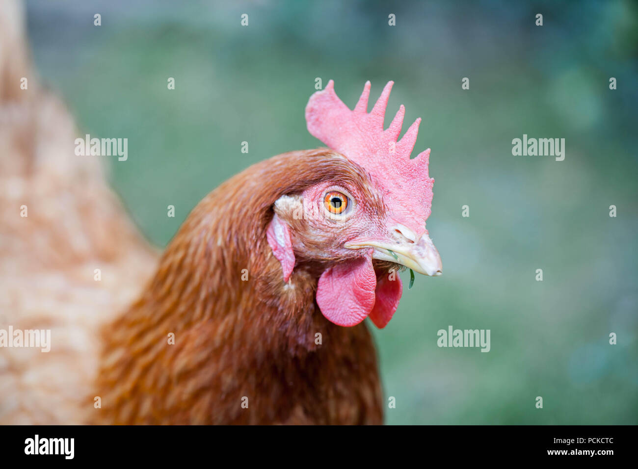Sauvetage des poulets poules en batterie Photo Stock - Alamy