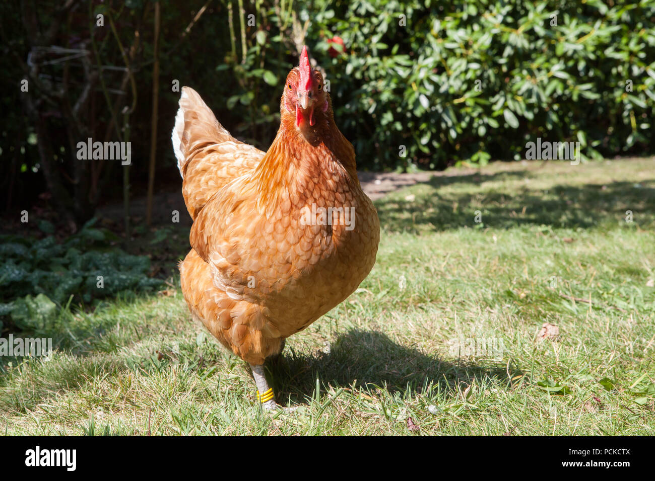 Les poulets de basse-cour de races hybrides Banque D'Images