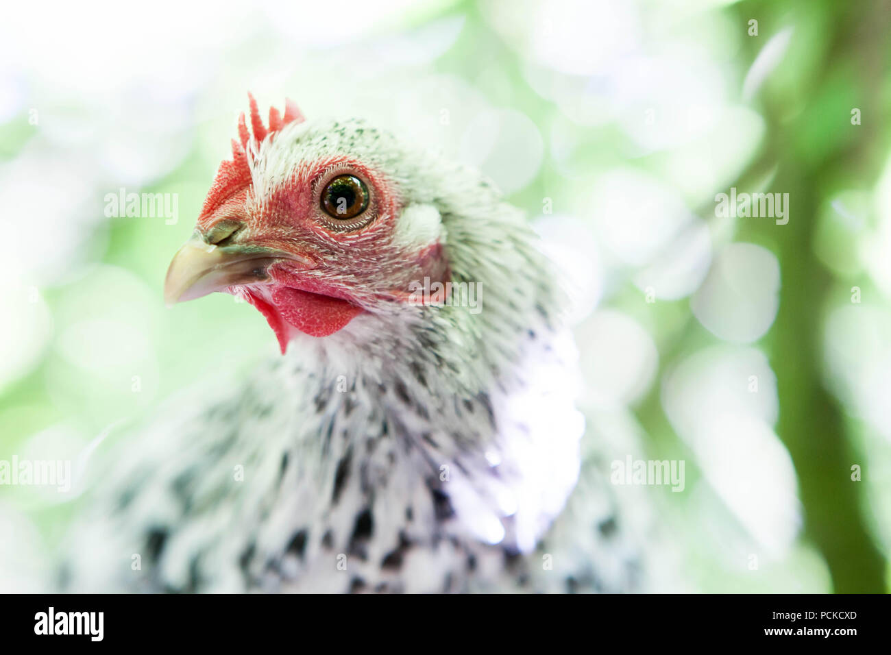 Poulet Poule Sablepoot Banque D'Images