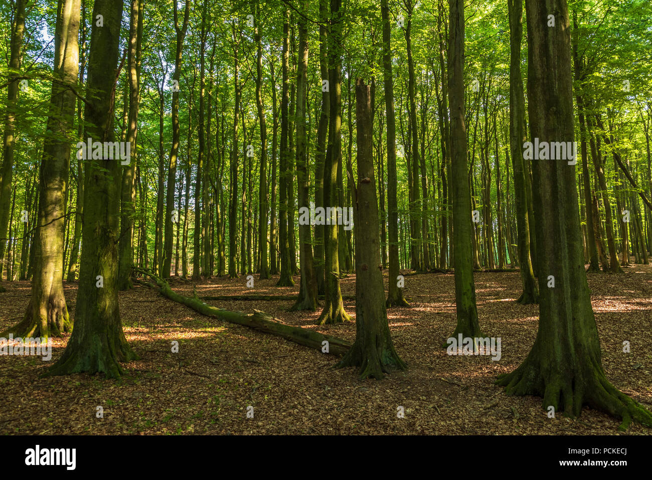 Forêt vierge au nord de l'Europe Banque D'Images
