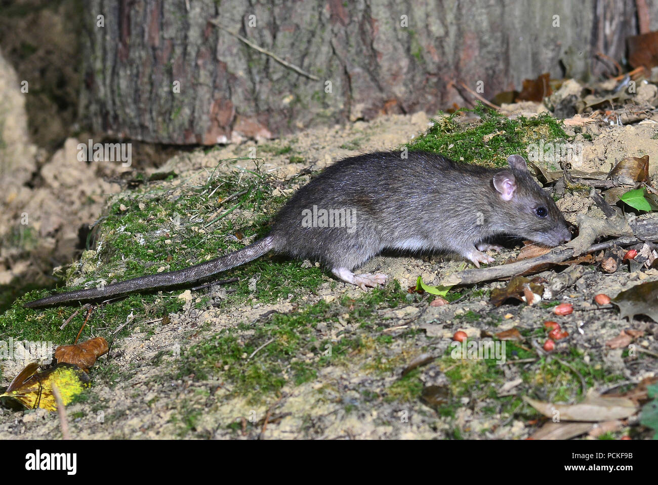 rat brun Banque D'Images