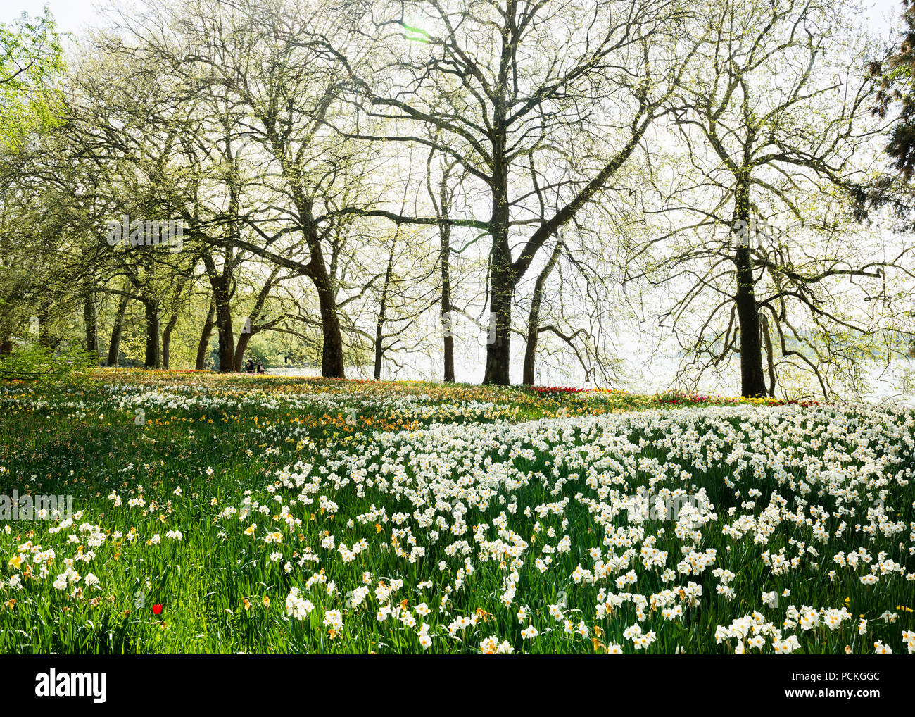 Prairie avec des jonquilles, île de Mainau, sur le lac de Constance, Bade-Wurtemberg, Allemagne Banque D'Images