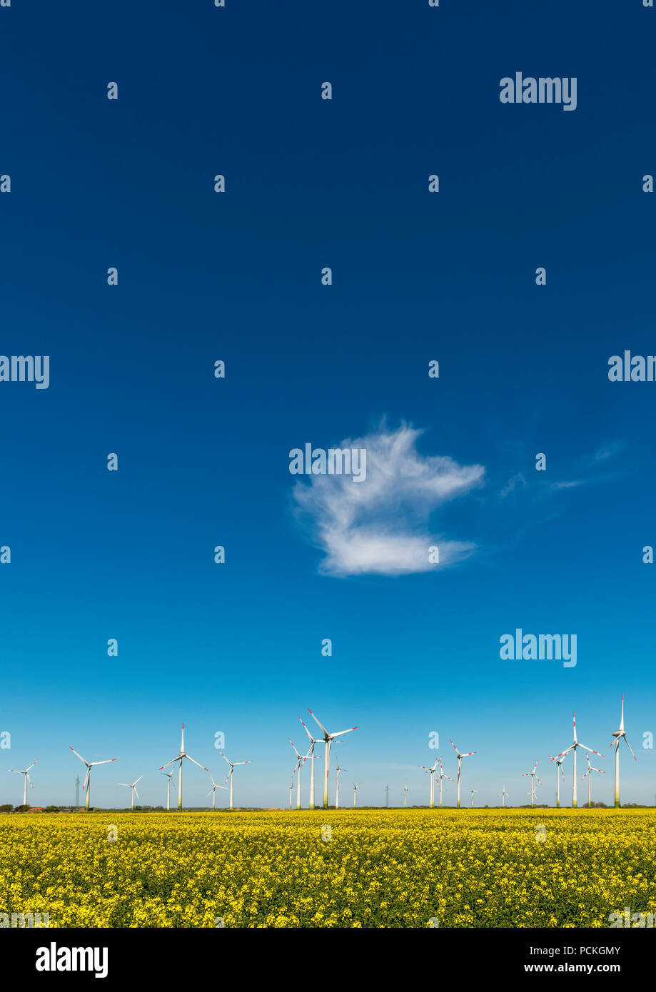 Les éoliennes dans les champs de colza en face de ciel bleu, Norderwoehrden, Schleswig-Holstein, Allemagne Banque D'Images