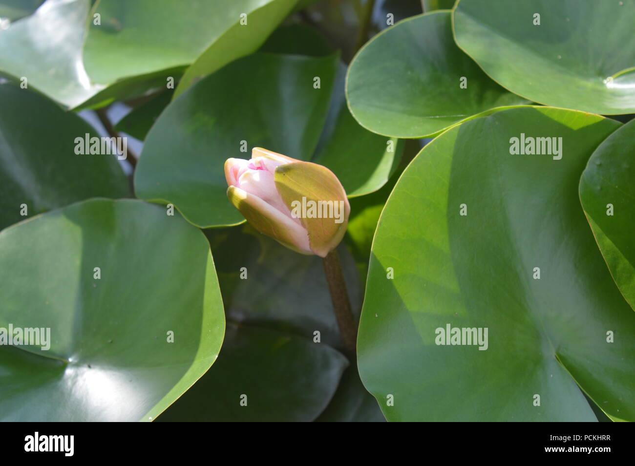 Nelumbo nucifera Banque D'Images