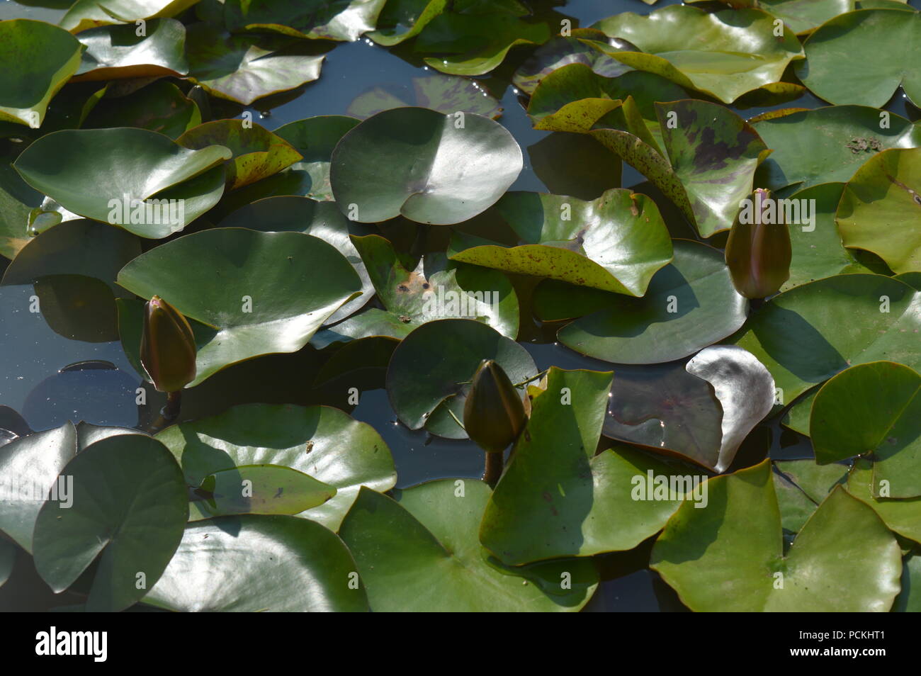 Nelumbo nucifera Banque D'Images