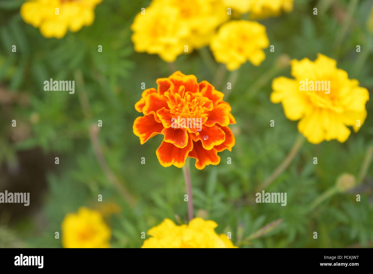 Tagetes patula dans un jardin Banque D'Images